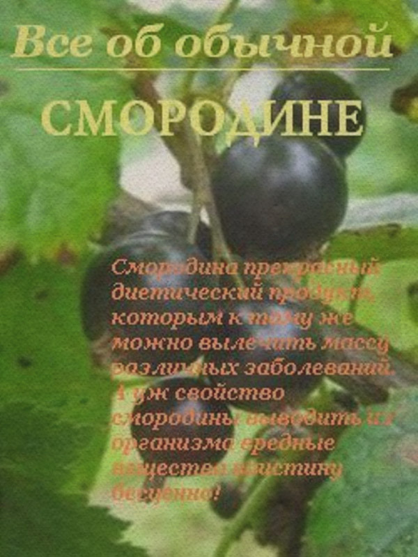 Здоров'я Все об обычной смородине(Иван Дубровин) 